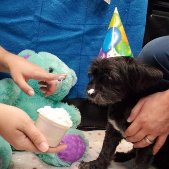 INN The Dog House - Here's my Nero the Hero, enjoying his 19th birthday PARTY at INN the Dog House ‼ - Pet Groomers Near Me - Boynton Beach, Florida INN The Dog House - Here's my Nero the Hero, enjoying his 19th birthday PARTY at INN the Dog House ‼ - Pet Groomers Near Me - Boynton Beach, Florida