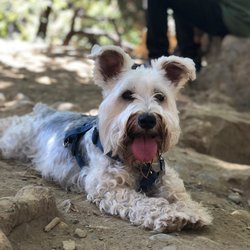 Puparazzi - Fritz enjoying a hike