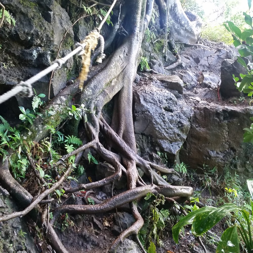 Waimano Loop Trail - There were a few rope sections. - Hiking Near Me - Pearl City, Hawaii Waimano Loop Trail - There were a few rope sections. - Hiking Near Me - Pearl City, Hawaii
