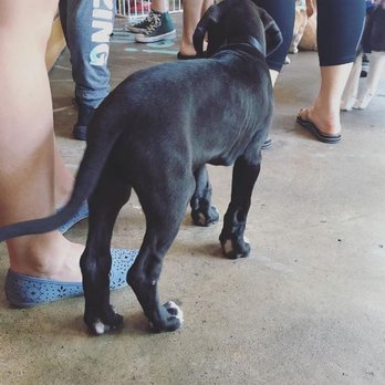 Karma Dog Training - Ziggy on his first class - shy and terrified of everything! He was just over 8 weeks old here - Dog Walkers Near Me - Boulder, Colorado