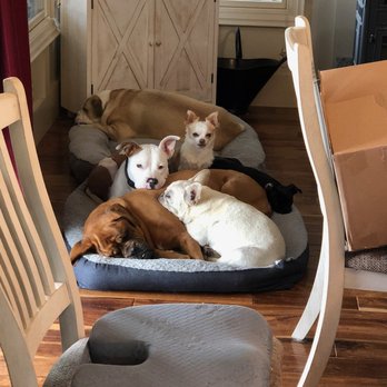 Mona's Pet Salon - Napping no good without friends - Pet Groomers Near Me - Columbus, Ohio