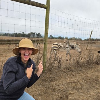 B Bryan Preserve - Zebra herd! Babies too!!! - Tours Near Me - Point Arena, California