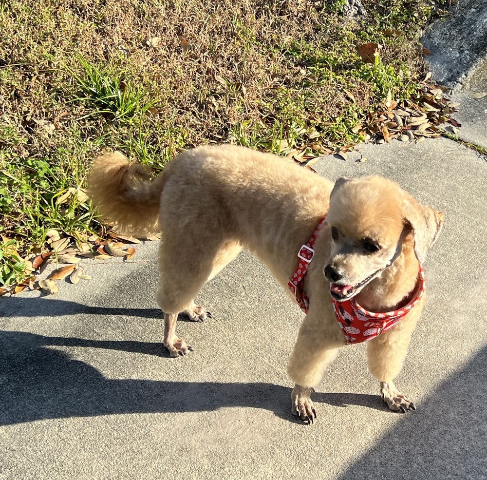 Pupperazi Pet Spa Image