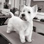 Photo of Pet Shop Girls