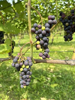 Cellardoor Winery by null