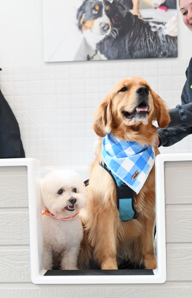 BUBBLY PAWS Updated April 2024 41 Photos & 16 Reviews 141 New Bern St, Charlotte, North