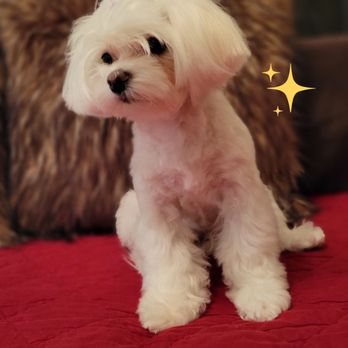 Jinx Merlot - Little Lisa (Facebook: Tiny Little Helpers) - Pet Groomers Near Me - Wylie, Texas Jinx Merlot - Little Lisa (Facebook: Tiny Little Helpers) - Pet Groomers Near Me - Wylie, Texas