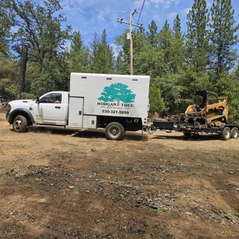 Morgan Tree Service - Tree Services Near Me Morgan Tree Service - Tree Services Near Me