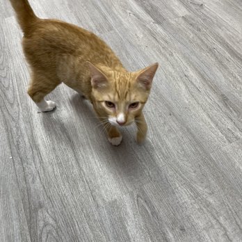 Beans Cat Cafe - Sir Toby - friendly 4 month old - Themed Cafes Near Me - Beacon, New York