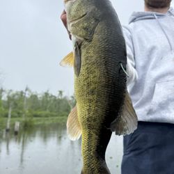 Storm’s Tide Charters - Tagged Bass!