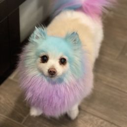 My Pomeranian My Pomeranian