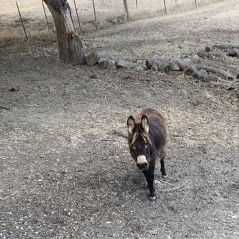 Z Ranch - Vacation Rentals Near Me - Templeton, California Z Ranch - Vacation Rentals Near Me - Templeton, California