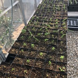 GroMore Gardens - Propagating plants