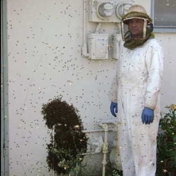 Anthony's Bee Removal Co. - Pest Control Near Me - San Diego, California Anthony's Bee Removal Co. - Pest Control Near Me - San Diego, California