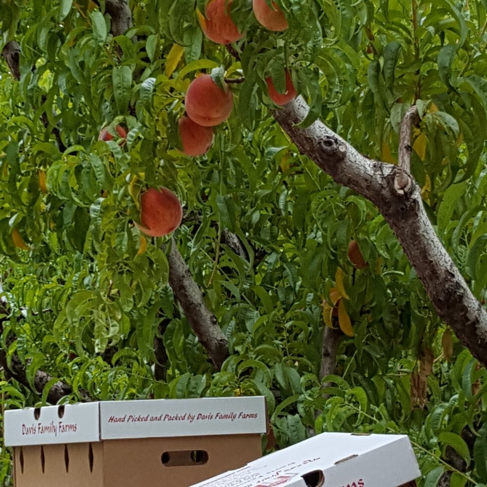 NANA’S FRUIT & JAM SHACK AT DAVIS FAMILY FARMS CLOSED Updated