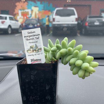 E D Wilson Roses-DEW Gardens - "Burros Tail" - Nurseries & Gardening Near Me - Petaluma, California