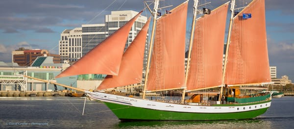 American Rover Sailing Cruises by null