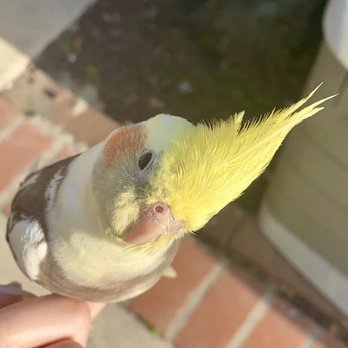 Birds & More - My Cairo that I got from them! - Pet Boarding Near Me - Lawndale, California
