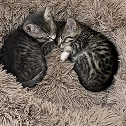 Cats and Comics Rescue