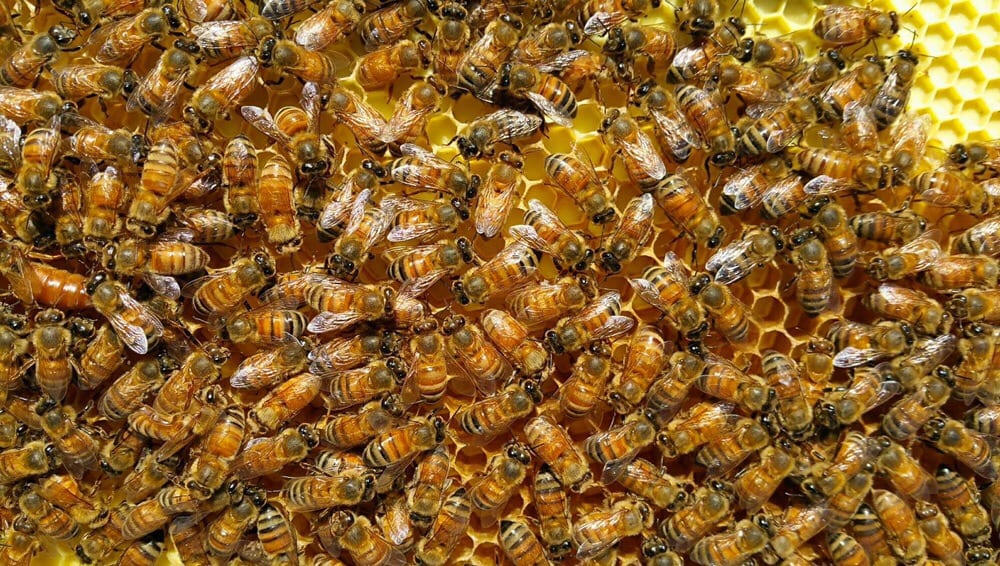 HoneyRock Farm - beekeeping in Ithaca, NY