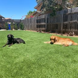 Dogs
