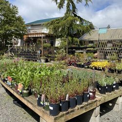 Dennis' 7 Dees Garden Center - Outdoor plants