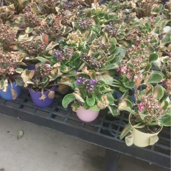 Walmart Supercenter - Don't plan on buying healthy flourishing flowers here - Department Stores Near Me - Phoenix, Arizona
