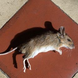 The Pop In Cafe - Horrible place is mice on the floor in the kitchen