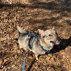 Bogue Chitto State Park - A wolf corgi barely able to contain himself!