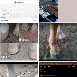 Ortiz Farrier Services
