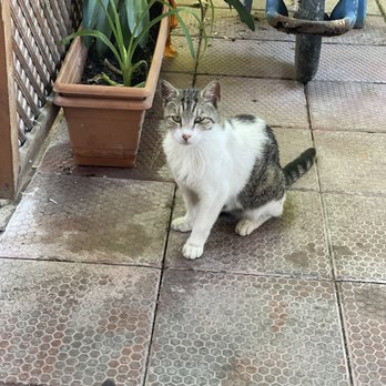 Kav Restaurant - Restaurant cat - Seafood Near Me - Istanbul, 34 Kav Restaurant - Restaurant cat - Seafood Near Me - Istanbul, 34
