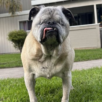 Peaceful Paws - My sweet boy - Veterinarians Near Me - Soquel, California