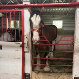 Jewel the Clydesdale