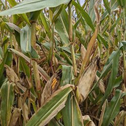 Thistleberry Farm - Corn mazes