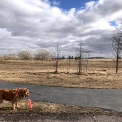 Robbinsdale Dog Park - Cali getting ready for her walk.