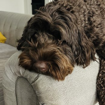 JAmy's Pawsome Pet Sitting - Pet Sitting Near Me JAmy's Pawsome Pet Sitting - Pet Sitting Near Me