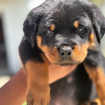 The Rottweiler Breeders - Pet Breeders Near Me The Rottweiler Breeders - Pet Breeders Near Me
