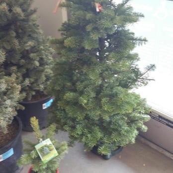Lowe's Home Improvement - Christmas trees - Hardware Stores Near Me - Lancaster, California Lowe's Home Improvement - Christmas trees - Hardware Stores Near Me - Lancaster, California