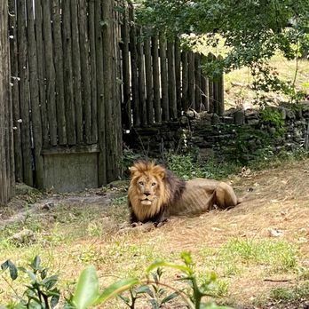 Bronx Zoo - Lion - Zoos Near Me - Bronx, New York Bronx Zoo - Lion - Zoos Near Me - Bronx, New York