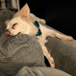 Canine Social Club - So sleepy after a long day of playing with his friends.