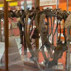 Perkins Museum of Geology