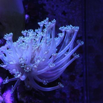 Golden State Corals - Local Fish Stores Near Me - Reseda, California