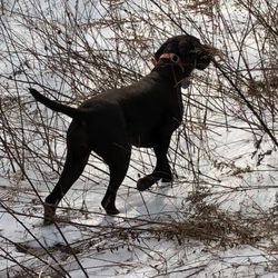 J Wells Kennels