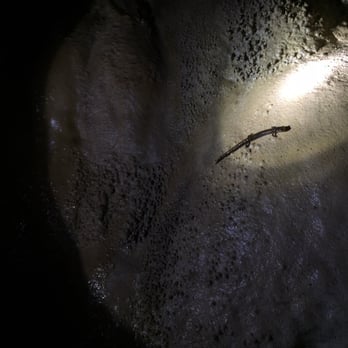 Raccoon Mountain Caverns - Tours Near Me - Chattanooga, Tennessee