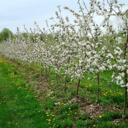 Hoopers Orchard
