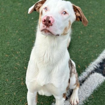 FurrWoods Kennels - Happy Oscar at FurrWoods! - Pet Boarding Near Me - Everson, Washington FurrWoods Kennels - Happy Oscar at FurrWoods! - Pet Boarding Near Me - Everson, Washington