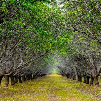 Vista Ranch and Cellars - The beautiful rows of apple trees on the winery property. - Venues & Event Spaces Near Me - Merced, California Vista Ranch and Cellars - The beautiful rows of apple trees on the winery property. - Venues & Event Spaces Near Me - Merced, California