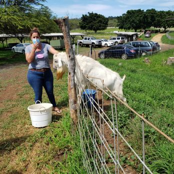 Surfing Goat Dairy - Cheese Shops Near Me - Kula, Hawaii Surfing Goat Dairy - Cheese Shops Near Me - Kula, Hawaii