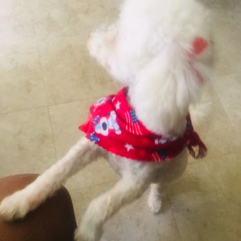 Petticoat Junction Pet Grooming - Super cute accessories. Bows x Hanker-chiefs. - Pet Sitting Near Me - Indianapolis, Indiana Petticoat Junction Pet Grooming - Super cute accessories. Bows x Hanker-chiefs. - Pet Sitting Near Me - Indianapolis, Indiana