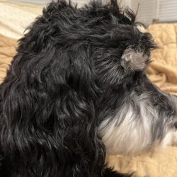 Pampered Pet Salon - This image shows the uneven hairs on top of his head.